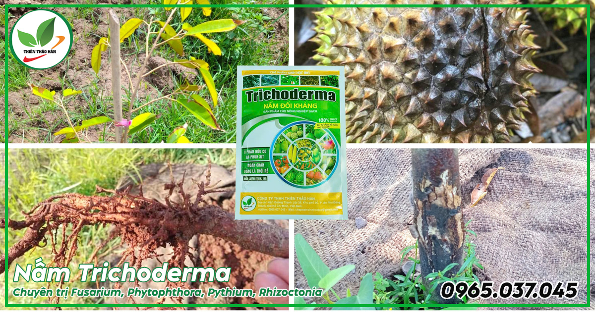 tri-benh-phytophthora-bang-trichoderma